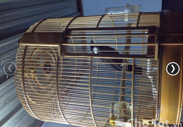 Khướu bạc má 4 mùa.!