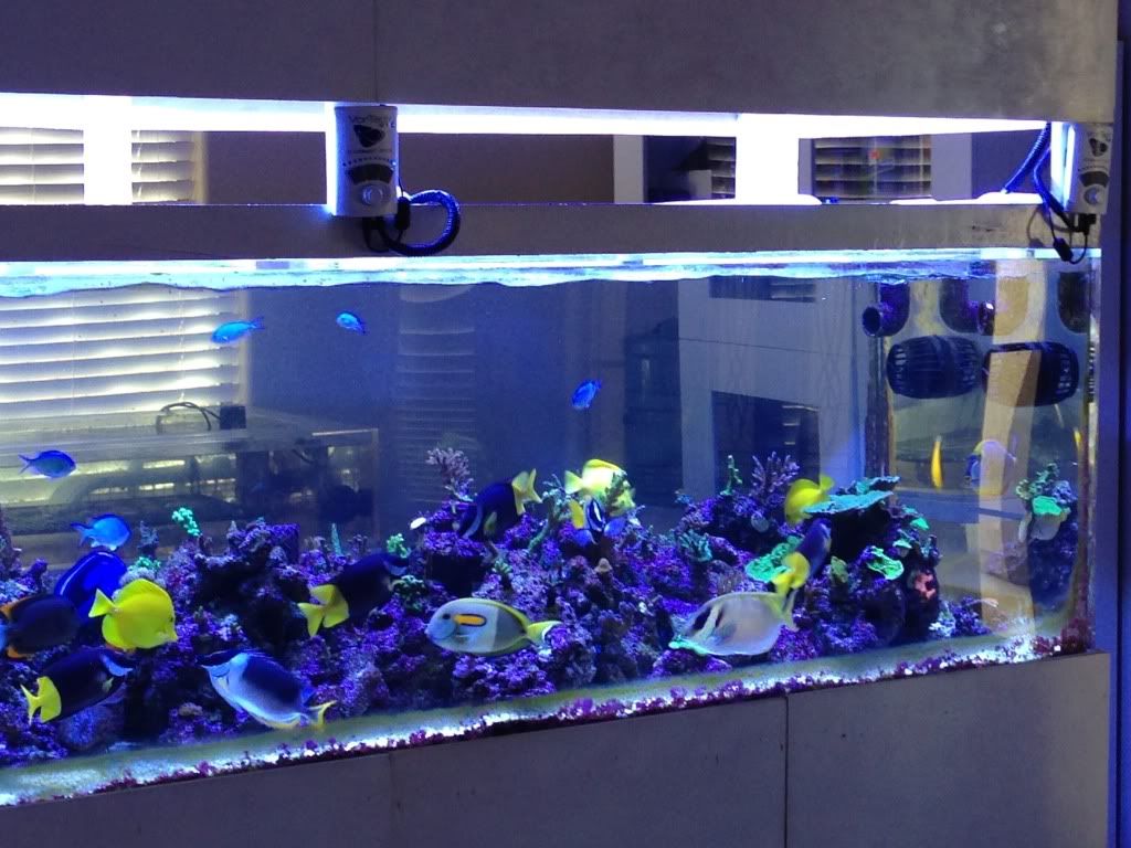 first time check out aquarium depot.. Reef Central Online Community