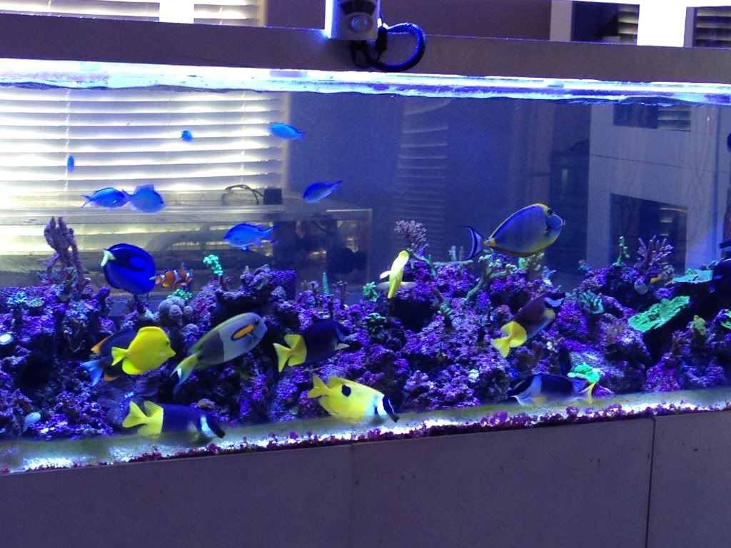 first time check out aquarium depot.. Reef Central Online Community