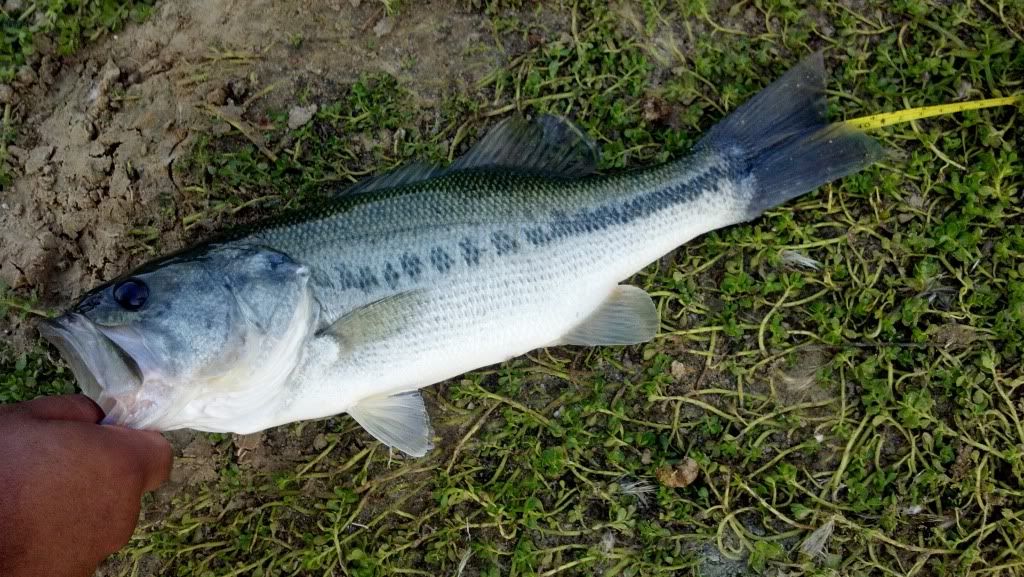 Tom Bass Park Lake. 2 Cool Fishing Forum