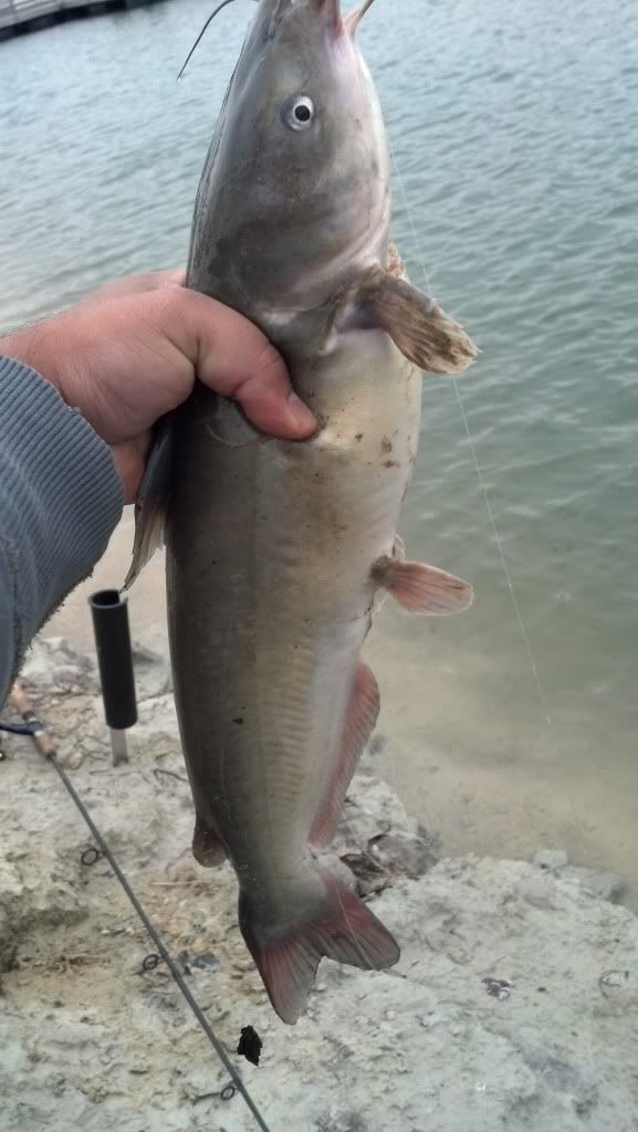 Tom Bass Park Lake. 2 Cool Fishing Forum