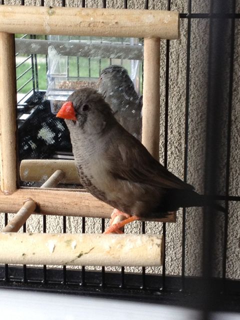 Finch2_zps6146cd8f.jpg