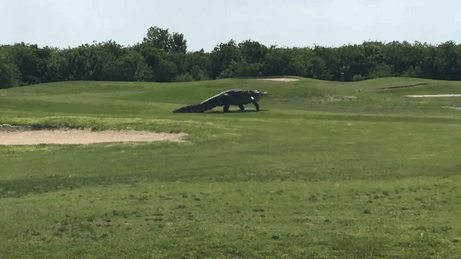 You-will-never-believe-giant-alligators-exist-until-you-see-this-57501ef64ee7d__880_zpss0apvnxd.gif