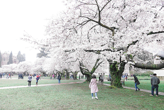 Chilled Out GIFs From UW's Cherry Blossom Festival