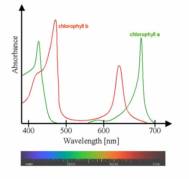 ChlorophyllSpectrum.jpg