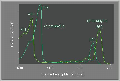 ChlorophyllSpectrum4.jpg
