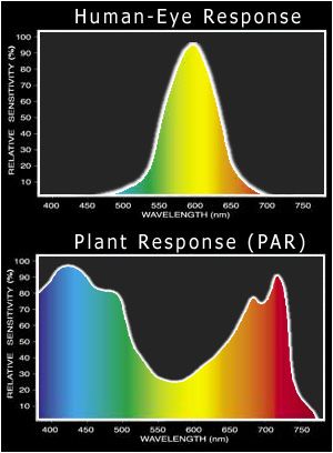 eye-wavelength-color-chart.jpg