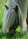 Nougathead photo 32d84ea939808636901caa0a7ca3dcdb_zps7598f306.png