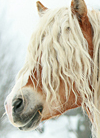 Spgathhead photo c602c7f861ea881b04b95ebb3d960d32_zps0b03891c.png