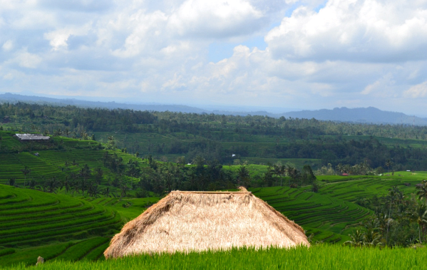  photo Desa-jatiluwih-bali-indonesische-rijstvelden-groen_zps848a599c.png