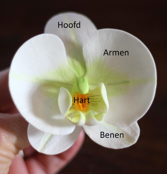  photo how-to-hoe-maak-je-orchideen-foto-taart-fondant-marsepein-bloemen-stap-voor-stap-tutorial3_zps86b2a5c7.png