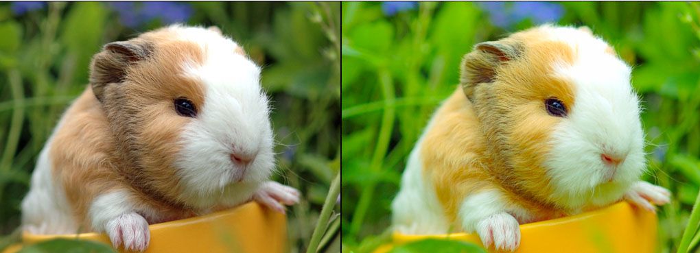 GuineaEdits.jpg