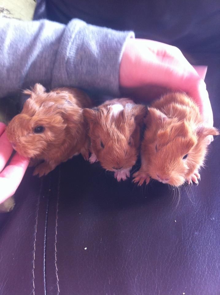 Marmaladesbabies.jpg